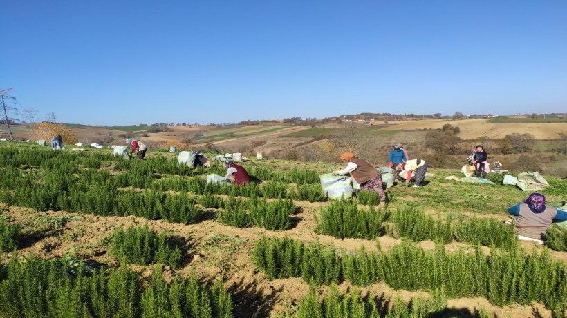 700 dekardan 150 ton biberiye toplandı