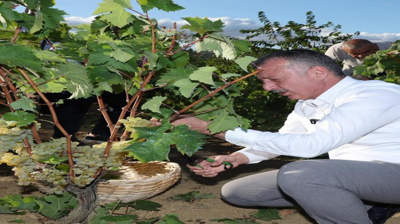 Başkan Büyükakın, İzmit’te üzüm hasadına katıldı