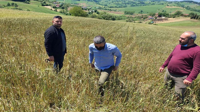 Büyükşehir, doludan zarar gören Derinceli çiftçilere destek