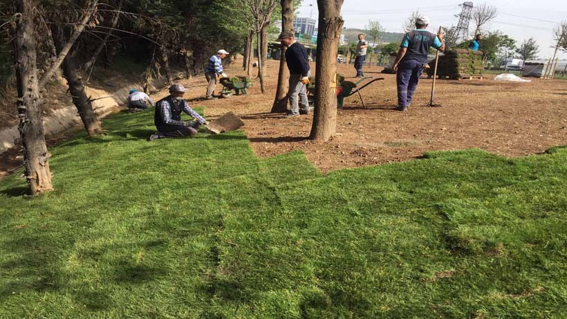 Derince’deki stadın çimleri, Dilovası Batı Kavşağı’na serildi