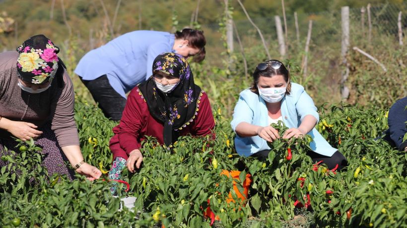 Hürriyet kullanılmayan tarım arazilerini kadınlara açıyor