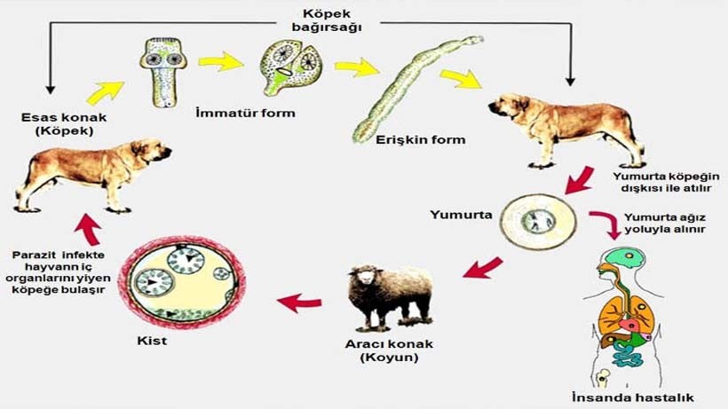 Kurban’da çöpe sakatat atmayın!