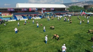 15. Sekapark Altınkemer Yağlı Güreşleri başladı