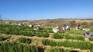 700 dekardan 150 ton biberiye toplandı