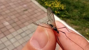 Büyükşehir’den çayır sineği ile ilgili açıklama