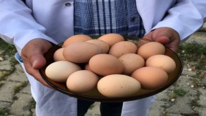 Büyükşehir’den üreticilere yüzde 50 hibeli yumurta tavuğu