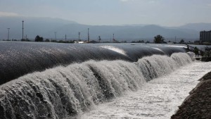 Deniz ekosistemi canlandı, İzmit Körfezi hayat buldu;