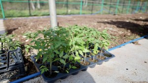 Körfez’de ata tohumu üretilecek