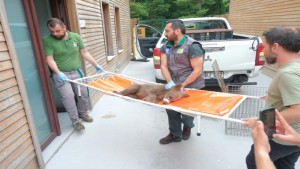 Yaralı boz ayı Ormanya’da yaşama tutundu