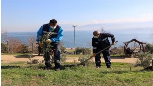 Yeşil alanlara 15 yılda 100 Bin zeytin fidanı