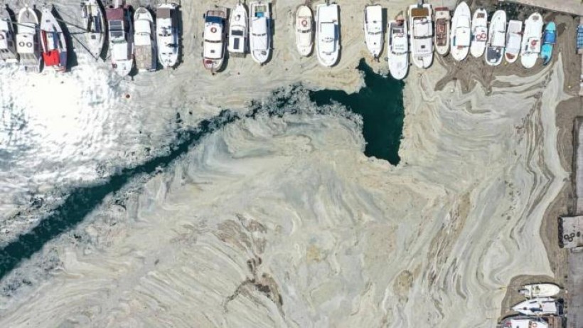 Büyükakın: Müsilaj büyüyerek Ege ve Karadeniz’e gidecek