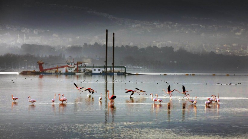 Deniz ekosistemi canlandı, İzmit Körfezi hayat buldu;
