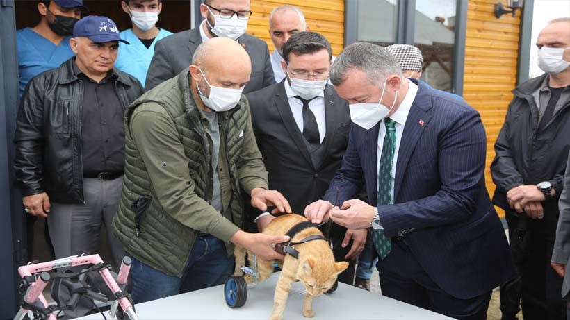 ‘’Şanslı’’ ilk adımlarını atmaya başladı ‘’Şanslı’’ ilk adımlarını atmaya başladı